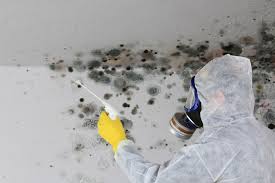 Best Mold Documentation for Insurance Claims in Westchester, IL